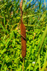 Photo of reed mace near beautiful blue lake