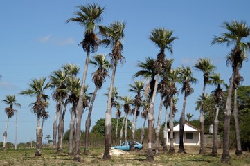 Countryside in Cuba