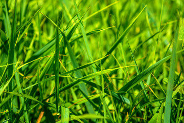 Photo of green grass at summer day