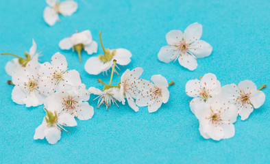 Cherry flowers on a blue background