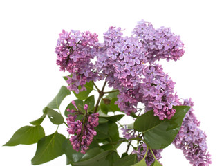 lilac flowers on a white background