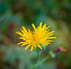 Photo of an yellow dandelion on natural background