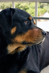 A big dog waiting for its master.