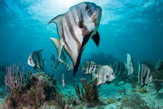 School of spadefish (chaetodipterus faber) by coral reef, Puerto Morelos, Mexico