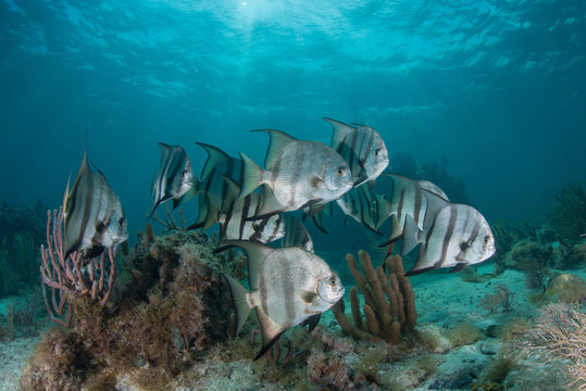 School of spadefish (chaetodipterus faber) by coral reef, Puerto Morelos, Mexico