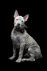 Fototapeta premium Thai ridgeback puppy