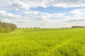 rural landscape at spring time