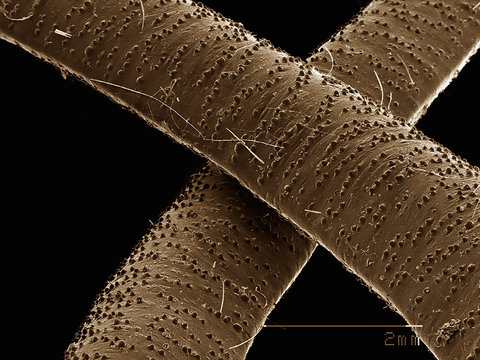 Setae on the head of a dobsonfly (Megaloptera: Corydalidae) imaged in a scanning electron microscope