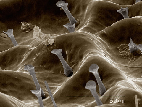 Dobsonfly (Megaloptera: Corydalidae) imaged in a scanning electron microscope