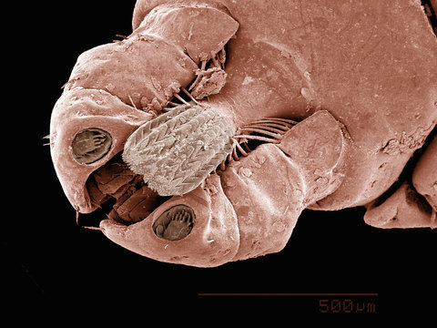 Mouthparts of a dog tick (Acari: Dermacentor sp.) imaged in a scanning electron microscope