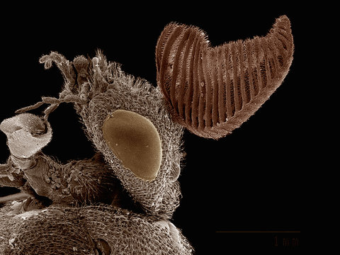Common pine sawfly ( Diprion pini)  imaged in a scanning electron microscope