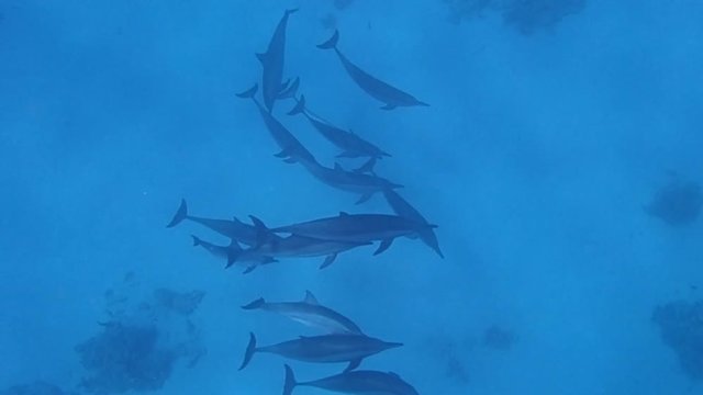 wilde spielende Spinnerdelfine im Roten Meer 