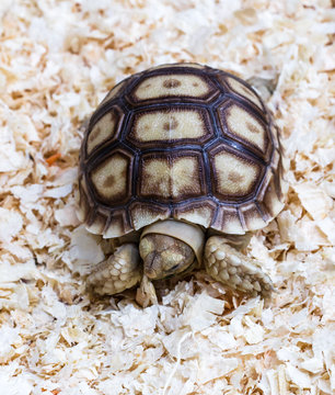Sulcata Tortoise the lovely Turtle Pet
