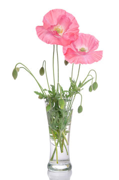 pink poppies in glass vase isolated on white background