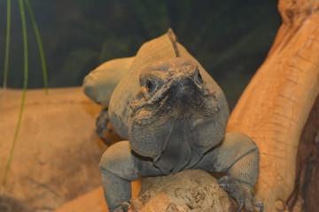Nashornleguan