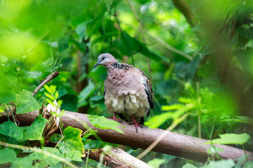 Spotted necked Dove catch on beanch