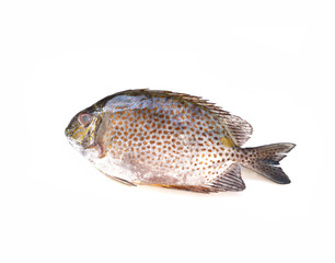 Golden spinefoot fish on white  background.

