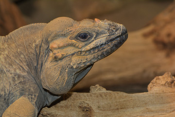 Nashornleguan