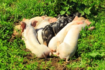 Cute little piglets resting in grass 