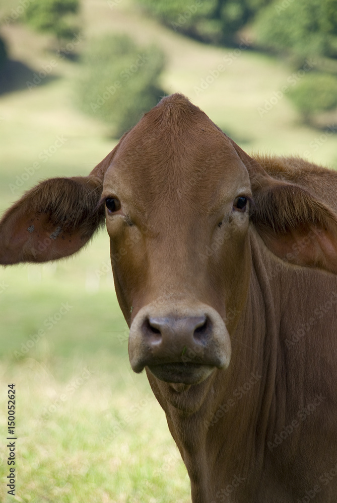 Wall mural Cow head