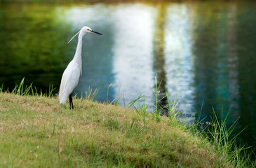 White Little Egret glare at water for catch fish