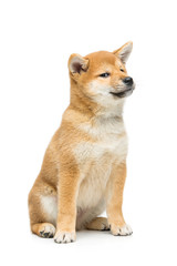 Beautiful shiba inu puppy isolated on white