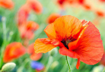 Summer happiness: meadow with red poppies :)