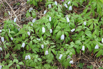 Подснежники Первоцвет