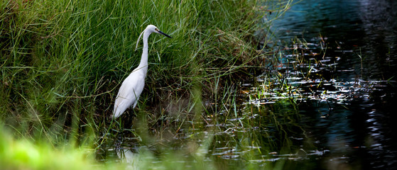 White Little Egret glare at water for catch fish