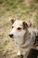 Young street-mixed dog in the garden looking after something