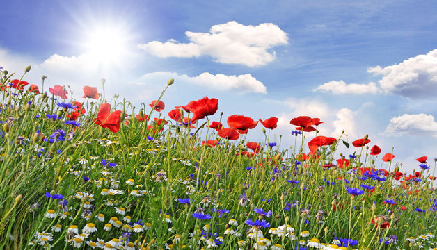 Summer happiness: meadow with red poppies :)