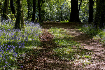 Woodland track meanders through the bluebell woods
