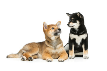 Beautiful shiba inu puppies isolated on white