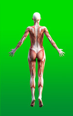 3D render of female figures pose with skin and muscle map on green background isolate, 3d illustration
