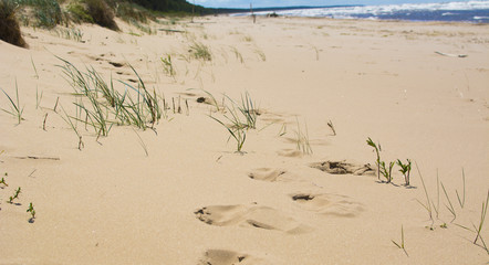 Sand beach in Saulkrasti, Latvia