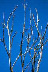 Dry tree branches against blue sky, Dead tree, trees on a blue sky background