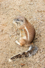 African Ground Squirrel