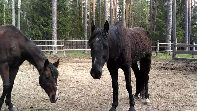 Thin, shedding horses, with ribs stick out and a wound on the back, in the yard