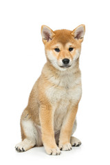 Beautiful shiba inu puppy isolated on white