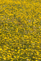 Meadow of blooming yellow daisies