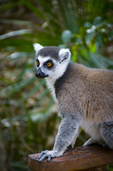Lemur on  a chair