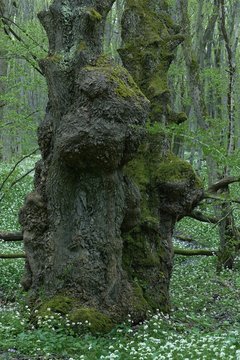 Old wilow