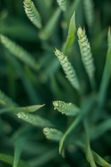 Зеленые колосья пшеницы