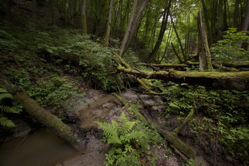 wilderness landscape, green vegetation in natural forest
