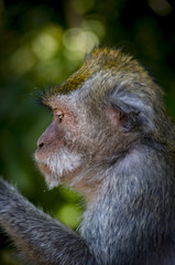 Monkey in Bali thinking