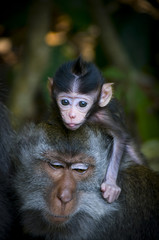 Monkey in Bali with baby