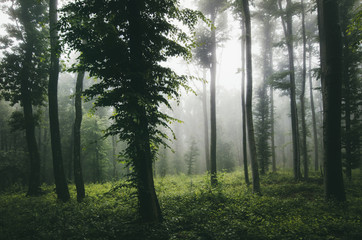 green natural forest landscape with morning light in mist