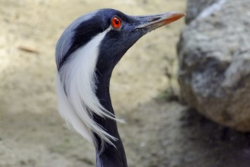 Ave con la cabeza del Señor Burns.