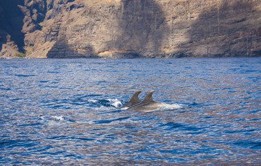 Fototapeta premium Diving dolphins and the sea surface