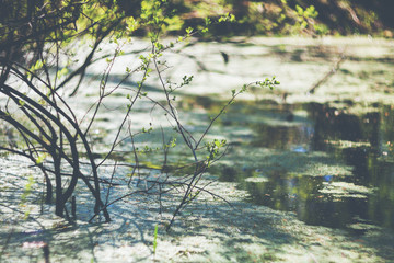 Small natural forest lake